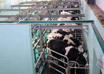 Inicia el Sexto Foro Nacional de Lechería