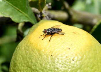 La mosca de la fruta elige alimentos con base en el sabor