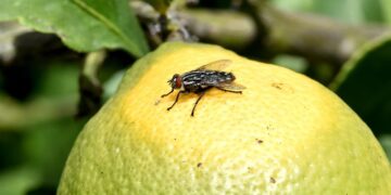 La mosca de la fruta elige alimentos con base en el sabor
