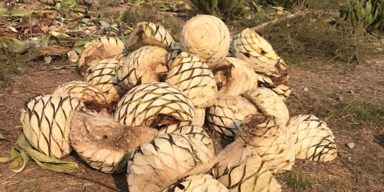 La producción de mezcal busca el equilibrio con la naturaleza