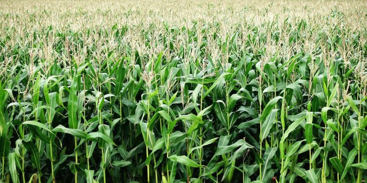 Productores queretanos reciben fertilizantes y semillas orgánicos