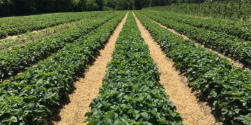 Productores de Veracruz mejoran sus cultivos con insumos orgánicos