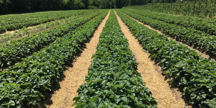 Productores de Veracruz mejoran sus cultivos con insumos orgánicos