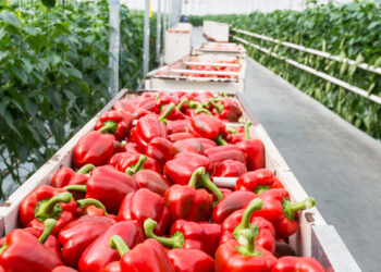 Querétaro está listo para la primera edición de GreenTech Americas