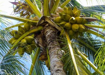 Tecnología permite convertir residuos orgánicos en insumos agrícolas