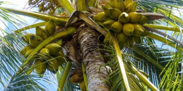 Tecnología permite convertir residuos orgánicos en insumos agrícolas