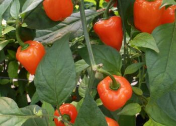 Ocho municipios de Colima en cuarentena fitosanitaria por mosca del Mediterráneo