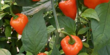 Ocho municipios de Colima en cuarentena fitosanitaria por mosca del Mediterráneo