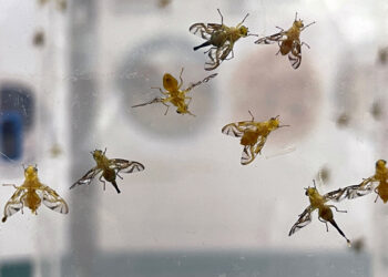 Busca gobierno garantizar alimentos libres de plagas