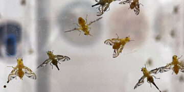 Busca gobierno garantizar alimentos libres de plagas