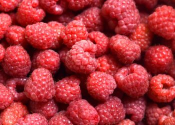 Driscoll’s México exportará más de 200 mil toneladas de berries