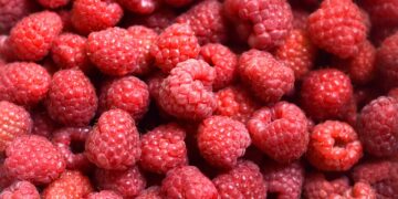 Driscoll’s México exportará más de 200 mil toneladas de berries