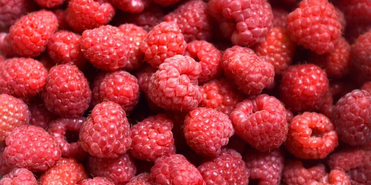 Driscoll’s México exportará más de 200 mil toneladas de berries