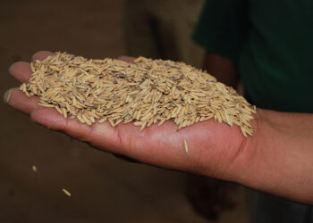 Especialistas del Inifap desarrollan arroz resistente a plagas y enfermedades