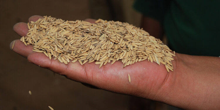 Especialistas del Inifap desarrollan arroz resistente a plagas y enfermedades