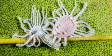 Desarrollan fungicida de última generación para hortalizas