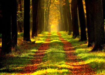 Bosques, clave para sustentabilidad