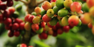 Capacitarán a productores de café
