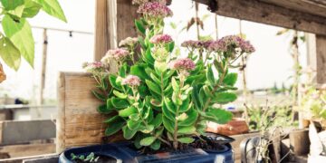 ¿Cómo hacer tu huerto en casa?