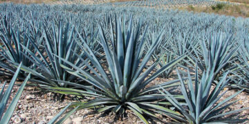 Piden regular cultivos de berries por afectaciones en la Ruta del Tequila