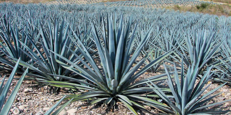 Piden regular cultivos de berries por afectaciones en la Ruta del Tequila