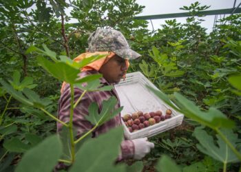 Plantean la Sader y el IICA soluciones para renovar los sistemas producto