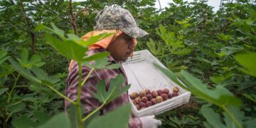 Plantean la Sader y el IICA soluciones para renovar los sistemas producto