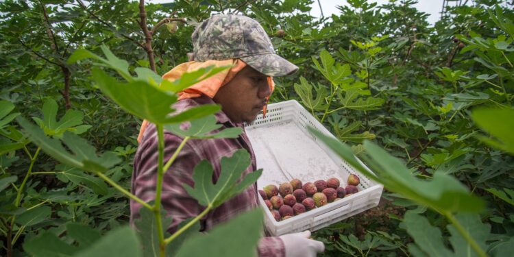 Plantean la Sader y el IICA soluciones para renovar los sistemas producto