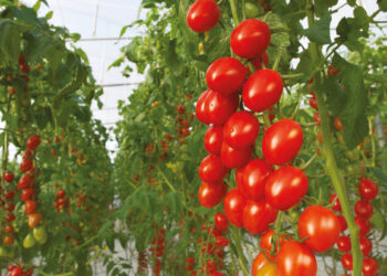 Bayer presenta una cartera de soluciones biológicas y semillas orgánicas