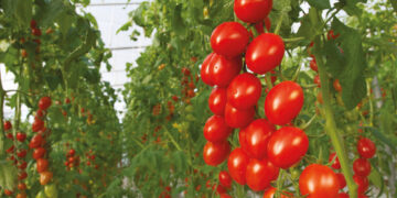 Bayer presenta una cartera de soluciones biológicas y semillas orgánicas