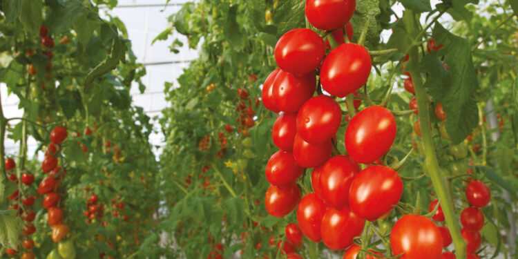 Bayer presenta una cartera de soluciones biológicas y semillas orgánicas