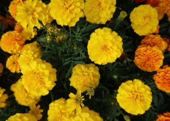 Científicos mexicanos buscan combatir el cáncer con flor de cempasúchil