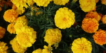 Científicos mexicanos buscan combatir el cáncer con flor de cempasúchil