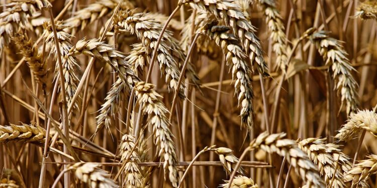 En un año, se incrementa 33% el precio mundial de los alimentos