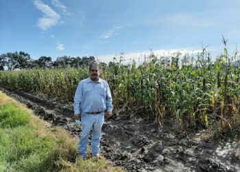 Especialistas del Colpos desarrollan variedades mejoradas de maíz palomero