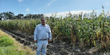 Especialistas del Colpos desarrollan variedades mejoradas de maíz palomero