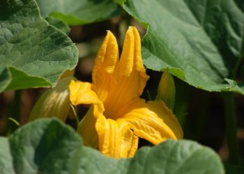 Huertos urbanos crean conciencia sobre alimentos orgánicos