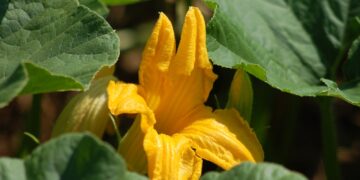 Huertos urbanos crean conciencia sobre alimentos orgánicos