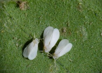 Instituto cubano desarrolla plaguicida orgánico contra la mosca blanca