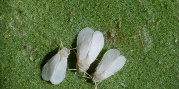 Instituto cubano desarrolla plaguicida orgánico contra la mosca blanca