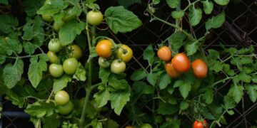 Mujeres mazahuas reciben capacitación para producir hortalizas orgánicas