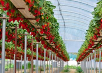 Nuevo impulso a sistemas de iluminación LED para horticultura