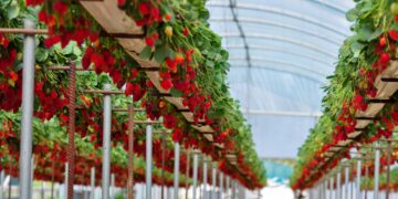 Nuevo impulso a sistemas de iluminación LED para horticultura