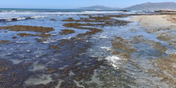 Producen biofertilizantes con residuos de algas invasoras