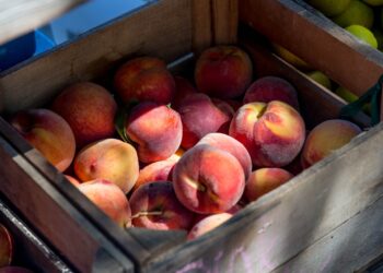 Productores yaquis inician proyecto de cultivos orgánicos