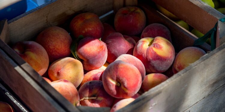 Productores yaquis inician proyecto de cultivos orgánicos