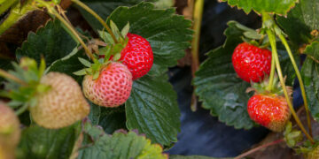Algas Pacific acerca a los productores agrícolas un océano de nutrientes