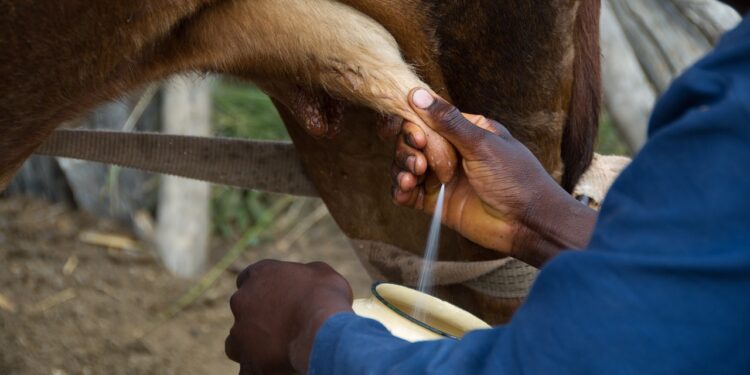 Anuncia la Sader actualización precio de garantía para productores de leche