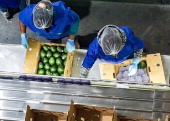 Avanzan negociaciones para abrir el mercado de EEUU al aguacate de Jalisco