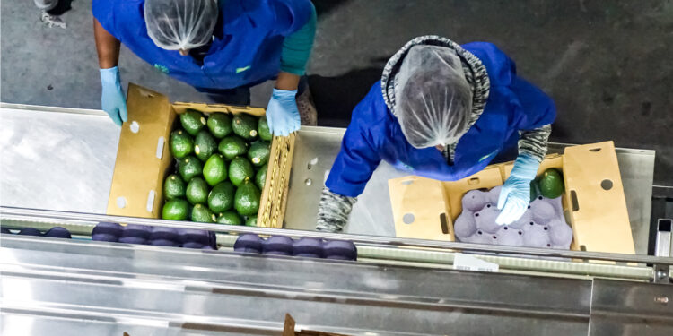 Avanzan negociaciones para abrir el mercado de EEUU al aguacate de Jalisco